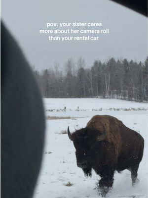 Adds “works well under pressure” to my resume  Yes that is a Bison charging me car 🥰 but unfortunately my sister did not get the video she wanted 🥲 #roadtrip #meanwhileincanada #canadian #canadianwildlife 