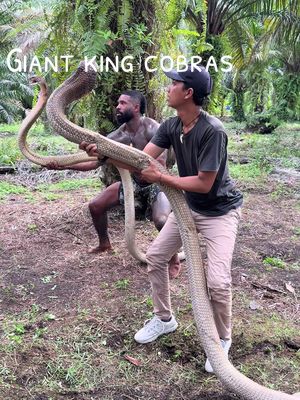What do you think about this ? #snake #tiktok #cobra #reptile #fyp 