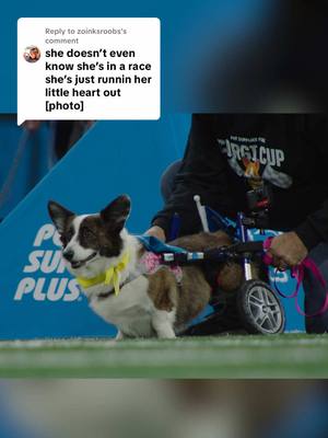 Replying to @zoinksroobs POV: You’re @SadieMaeCorgi on race day #DetroitLions #OnePride #corgi #NFL 