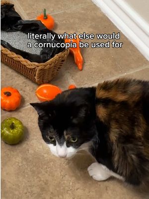 i know she's so grateful for me <3 #FreshStep #CatsOfTikTok #FYP #Thanksgiving #Trending 