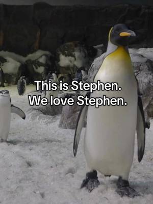 Stephen fans MAKE SOME NOISE!! 🐧💙 #seaworldsandiego #seaworld #penguins #kingpenguin 