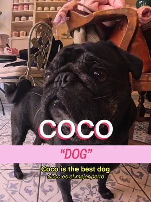 Meet Coco in the Sunnyside, for a very special Shop DOGS presented by her @Mrs. Meyer’s Clean Day  A show by Mad Realities host @MICHELLADONNA  creative producer christian wallace shriver dp ben tillona editor sean fitzmaurice stylist @BERRIEZ  design Alex Mi ae Ryan Novak pa Vivienne Shriver #cat #nyc #mrsmeyerspartner #ad #shopcats