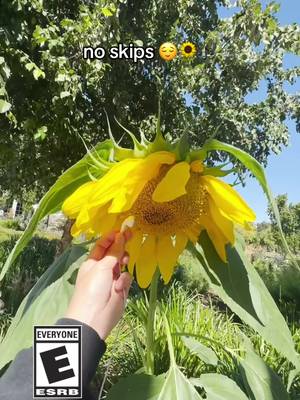 Sunflower caught a vibe 🎧🌻 #pvz #plantsvszombies 