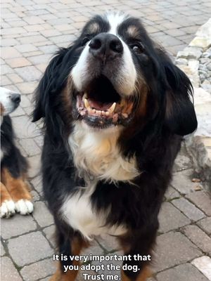The 27 days we had with Buster were truly the highlight of my year. I’m forever grateful that I got the opportunity to be the one that loved Buster in his final chapter 🖤 If you’ve ever considered adopting a senior dog (or cat) and are in the position to do so, please let this be your sign to do it. I promise it will be SO worth it.  #seniordog #hospicedog #olddog #rescuedog #bernesemountaindog 