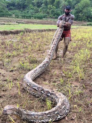 Giant reticulated python 🐍 21 foot Sulawesi Indonesia 🇮🇩 