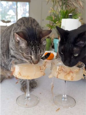 just a lil something to take the edge off 📸 @Otto & Noche | Life with cats  #FreshStep #CatMartini #CatParents #FYP #Friendsgiving 