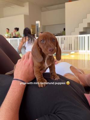 Guess who’s coming to NYC this weekend 👀🌭 Don’t miss out on the perfect end to a restful Thanksgiving - Mini Dachshund puppy yoga this Saturday, November 29th at our Flatiron Studio 2! 🔗 Grab tickets at the link in our bio before they’re gone- spots are filling fast! #dachshund #dachshundpuppies #puppyyoga #puppysphere