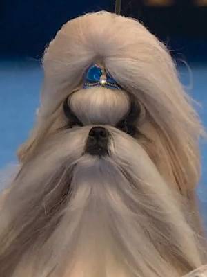 The Shih Tzu turns every head! 👀 Watch The #NationalDogShow presented by Purina on NBC & Peacock #shihtzu #dogsoftiktok 