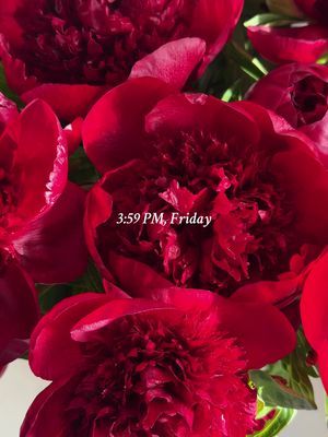 Before the Thanksgiving prep starts, here’s your sign to take a breather and watch our Cherry peonies bloom. #peonies #flowers #flowertok #thanksgiving #urbanstems 