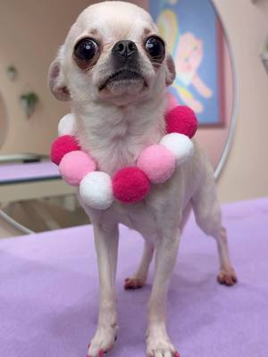 Not a thought behind this chihuahuas eyes  . #dogs #doggrooming #dogsbylogan 