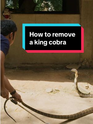While filming in India, Nikolaj Coster-Waldau was left speechless after coming across a king cobra hiding on the premises. He watched as an expert safely removed the enormous reptile from the home. Watch An Optimist’s Guide to the Planet by tapping the link in bio.