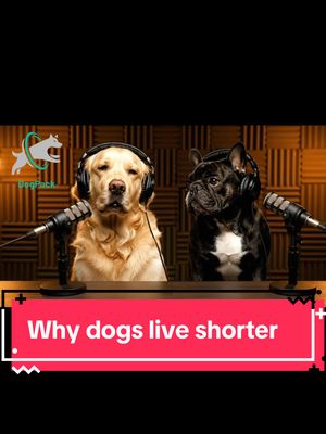 Why dogs don’t live as long as humans, explained by Goldie & Frenchie ❤️🐾