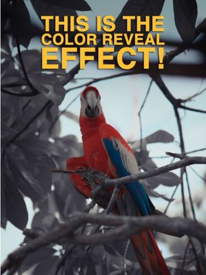 This is the Color Reveal Effect! And here’s how to do it in CapCut Mobile! 🎨🖌️ 1️⃣ Import your shot into CapCut Head to Adjust → HSL and bring the saturation of every color to 0 so your entire clip becomes black & white. 2️⃣ Go back to the main timeline Scrub to where you want your first color to appear, then Split. 3️⃣ On the new clip Go into Adjust → HSL and boost the saturation of your first color. 4️⃣ Move forward a little Split → go into HSL again → add your next color in (I did Red, Blue, Yellow, Green)  5️⃣ Repeat for all colors Go forward, cut a new portion, add another color in, go forward, cut another portion again, and add the next color in. Do this in sync with your music!  Like and follow for more! ❤️ #filmmaking #editing #videography #tutorial #camera   