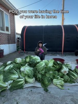 How do the grandmas do it. I don’t understand. They need to be studied. #kimchi 