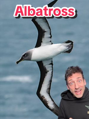 The bird that can fly for years! #albatross 
