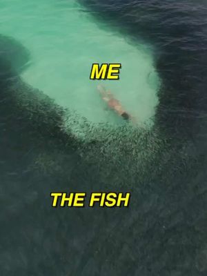 I need to learn how to fish 🎣🤣 We discovered this bail bail off the coast of Shoab beach here in Socotra, Yemen! How incredible 😍 #whatheck #travel #socotra #yemen #meme 
