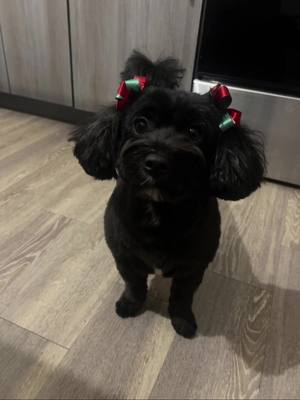 Izzy rockin her bows! #fyp #dogsoftiktok #dogs #happyathome 🤪