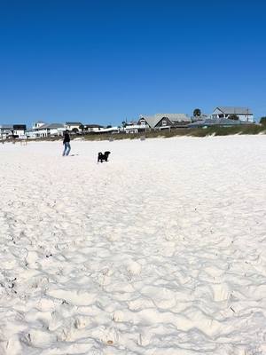 Izzy at the beach ❤️ Ready, Set, Go….. #fyp #dogsoftiktok #Vlog #beach #florida 