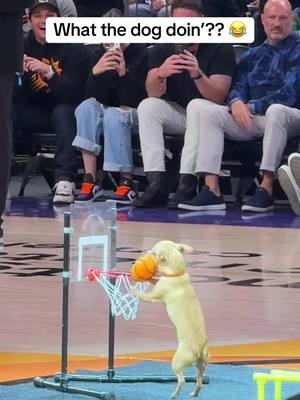 Christian and Scooby 🤝#phoenixsuns #NBA #basketball #suns #christianandscooby @Christian Stoinev 