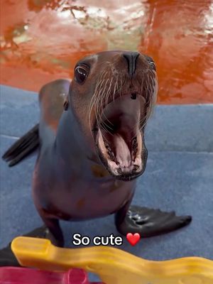 Sea Lion 🤣 #sealion #animal #funny #dance (h/t nick_bailu/IG)
