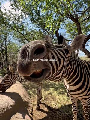 definitely one of my favourite countries I’ve travelled to 🇿🇦 #southafrica #africa #safari 