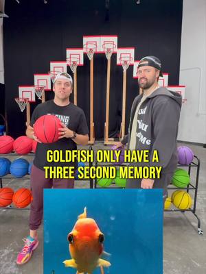 True or False Trivia Basketball Challenge! @Josh Horton 