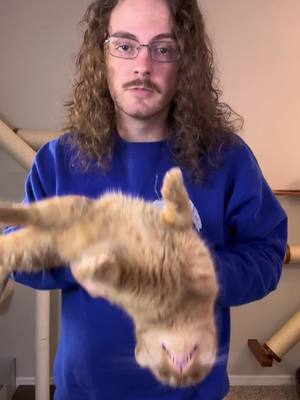 My cat is trying to speedrun life #catsoftiktok #cat #catlovers #viralcats #funnycat #orangecatbehavior #orangecat 