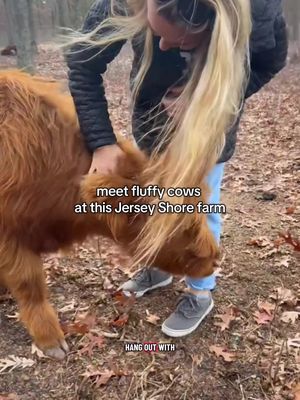 meet mini cows at this Jersey Shore farm 🐮 Straight Shot Farm in Egg Harbor City is family-owned + run by Shelby, a mom, wife, and full-time farmer who raises all of the animals on their property Just remember to wear shoes that can handle mud (and manure)🥲 🎥: @Jessica Norton  More local recs at TheJerseyShoreGirl.com #jerseyshoregirl #jerseyshore #nj #njshore #straightshotfarm 