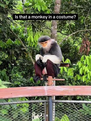 I’ll never look as good as this monkey 🐒💫 This is the Red Shanked Douc Langour that’s native to Vietnam, but I came across these at Rainforest Wild Asia in Singapore.  #singapore #asia #asiatravel #aura