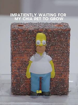 Update on Homer: absolutely nothing is sprouting 😭💀 They said 5–6 days… so we’re praying over this Chia Pet like it’s finals week. Leave a comment if you want updates on his progress!  #chiapet #homersimpson #simpsonchiamaitalia #plantparents #plantsoftik 
