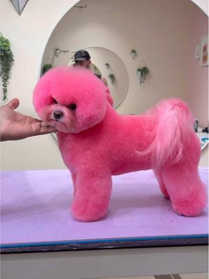 What happened to her?! #dogs #doggrooming 