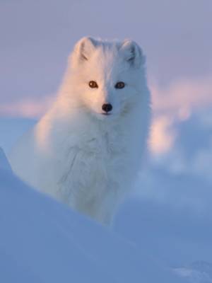 Absence makes the heart grow fonder...🤍 After a long winter scavenging for food, this arctic fox returns from a thousand-mile journey across the Arctic, dedicated to reuniting with his lifelong mate. 🎥: #IncredibleAnimalJourneys