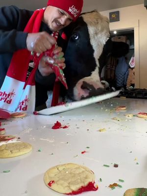 Trying to decorate cookies with Bruce!!! #cow #brucethecow #farm #animals 