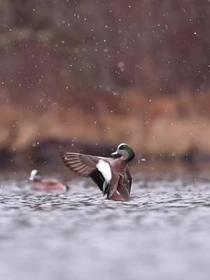 American wigeon enjoying the snowfall!  🎥: Abdul Aziz #ducksunlimited #waterfowl #conservation #Outdoors #ducks  