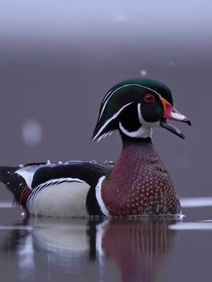 Magical wood duck moment!  🎥: Abdul Aziz  #ducksunlimited #waterfowl #conservation #Outdoors #ducks  