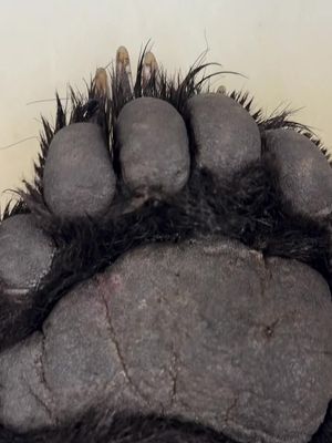 Here's to working up a black bear foot and putting every scrap to good use. Nothing wasted. Everything earned. wiisinigllc on IG #meateater #fueledbynature #fyp #wildgame #recipetok