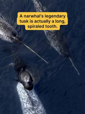 In the Arctic’s frozen expanse, the elusive narwhal navigates a frigid world using a nerve-filled tusk to detect changes in its environment, such as temperature or even the water's saltiness. ❄️ 🎥: #SecretsOfTheWhales