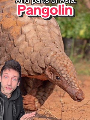 The king of defense #pangolin 