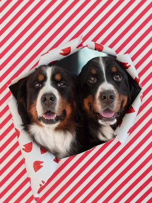I love how these turned out 🥹❤️✨  Which photo is your favorite!?  Credit to @Kennedy & Marshall 🐾📷🎞️ for starting this adorable trend last year!  #bernesemountaindog #dogphotography #christmasphotoshoot 