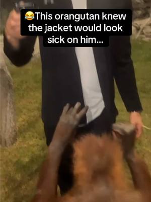 Friends went to the Zoo and had an amazing interaction with this Orangutan who took the Jacket and put it on… #RoadTo19M #Pubity  (Stefanie Taylor via ViralHog)