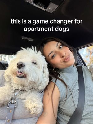 eventually they’ll have their own yard but this is a great fix for now :’) @Sniffspot #dogsofttiktok #sniffspot #dogpark 