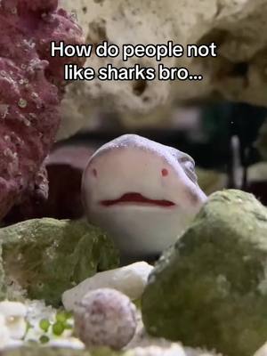 Litreally just ocean puppies btw  - #sharks #cute #puppies #fypシ #fyp 