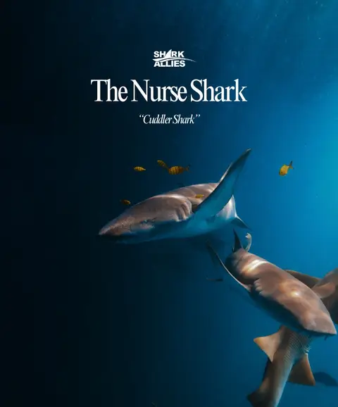 Let us know what your favourite type of shark is! - #sharks #ocean #savetheocean #fypシ #chrisstapleton 
