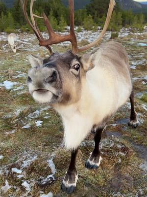 Good luck kisses ahead of the festivities! 🦌✨ With only one week to go, we thought we better go and check on the team ahead of the big night 😎🎅 The Cairngorm Reindeer Herd is Britain’s only free-ranging herd of reindeer found in the Cairngorm mountains in Scotland. These tame and friendly animals are a joy to all who come and see them amongst the stunning mountain views on guided hill trips 🏔️ #Scotland #VisitScotland #Reindeer #ChristmasTok #ScotlandTikTok