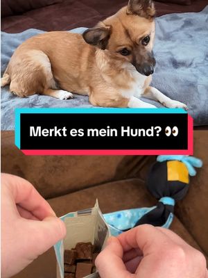 Anzeige | Mein Hund hat einfach zu gute Ohren. 👀🐶 Holt euch jetzt die neue Pokémon TCG Pocket Erweiterung Feuerrote Flammen 🔥 Es lohnt sich 🙌 #pokémon #pokémontcgpocket #feueroteflammen
