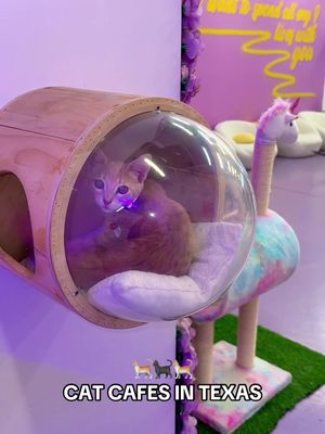 🐈 Calling all cat lovers! Texas is home to some amazing cat cafés where you can sip coffee and cuddle with adorable, adoptable kitties. Here’s a full list of the best cat cafés in the Lone Star State! 🐾 📍 Purrfecto Cat Lounge – Austin, TX (where video was taken) 🐾 2300 S Lamar Blvd Unit 104, Austin, TX 78704 ✨NEW LOCATION: Opening in San Antonio early 2026✨ 📍 The Casual Cat Café – Richland Hills, TX 🐾 7264 Glenview Dr, Richland Hills, TX 76180 📍 El Gato Coffeehouse – Houston, TX 🐾 508 Pecore St, Houston, TX 77009 📍 Sun City Kitty – El Paso, TX 🐾 The Shoppes at Solana, El Paso, TX 79912 📍 Whiskers and Sodas – Dallas, TX 🐾 7264 Glenview Dr, Dallas, TX 75206 📍 The Cozy Catfe – Arlington, TX 🐾 740 SW Green Oaks Blvd Suite 200, Arlington, TX 76017 📍 The Charming Cat Corner – Lewisville, TX 🐾 2401 S Stemmons Fwy Suite 1306, Lewisville, TX 75067 📍 9 Whiskers Lounge – Katy, TX 🐾 510 S Mason Rd Suite H-1, Katy, TX 77450 📍 Cat Haven Lounge – Katy, TX 🐾 23015 Colonial Pkwy Suite B205, Katy, TX 77449 📍 Lone Star Pawz CATfé – Pearland, TX 🐾 8209 Broadway St Suite 203, Pearland, TX 77581 #catcafe #catlovers #texas #texascheck #fyp  