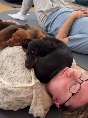 Counting down the days until holiday break... 🐾 NYC, we heard you loud and clear - after our last Mini Dachshund classes sold out in under an hour, we knew we had to bring them back! Get ready for the ultimate holiday stress relief with the tiniest, wiggliest instructors around 🎅🌭 🗓️ Sat Dec, 20th & Sun Dec, 21st  📍Flatiron Studio 2: 114 W 21st St ⚡ These spots won't last - grab your mat before they're gone! 🎁 Still shopping for that perfect gift? Give a puppy therapy experience this season with a Puppy Sphere Gift Card! Enjoy 20% off for a limited time at the link in bio