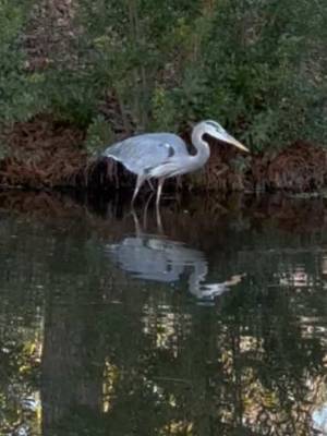 Just shows up, eats, leaves. No conversation. #greatblueheron #wildlife #charlestonsc