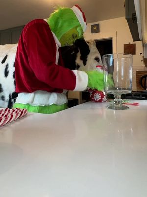 Trying to make hot cocoa with Buttons! #cow #brucethecow #animals #farm 
