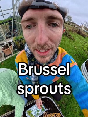 Harvesting from Brussel sprouts plant. Ariana grande helping me. 